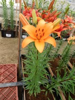 [5112 Caluroso DJ No02.JPG]